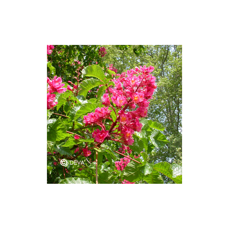 Elixir floral Dr BACH de DEVA BIO, Marronnier rouge/Red chestnut 30ml