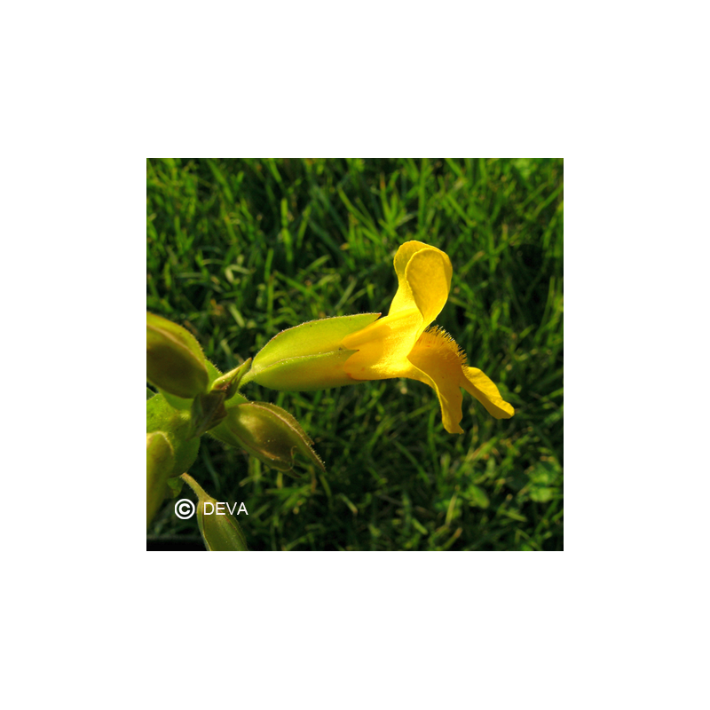Elixir floral Dr BACH de DEVA BIO, Muscade/Mimulus jaune 30ml