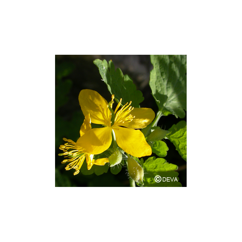 Elixir floral DEVA BIO, Chélidoine 10ml