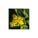 Elixir floral DEVA BIO, Chélidoine 10ml