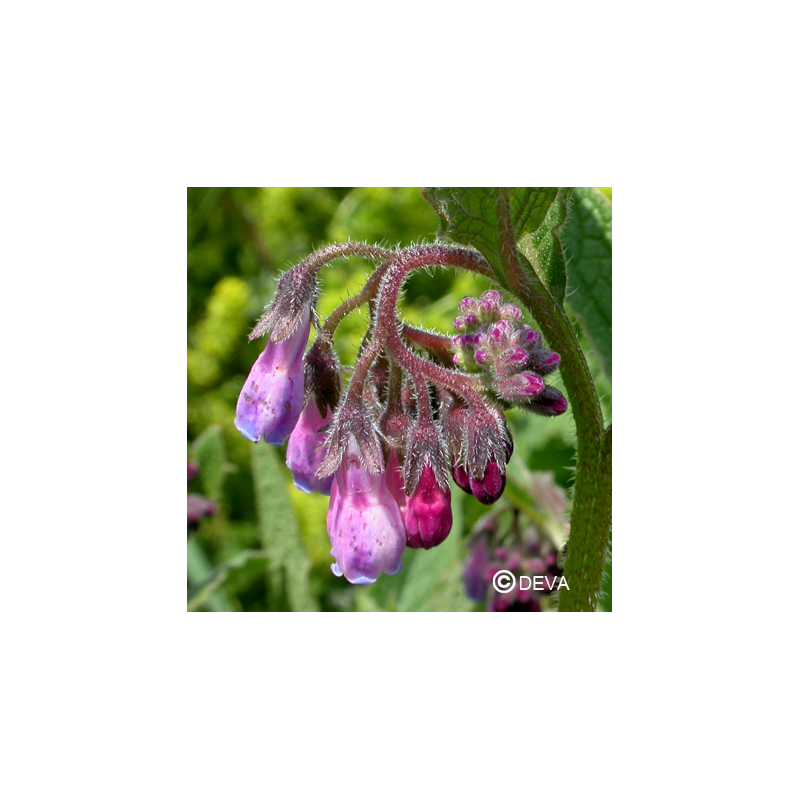 Elixir floral DEVA BIO, Consoude 10ml