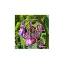 Elixir floral DEVA BIO, Consoude 10ml