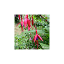 Elixir floral DEVA BIO, Fuchsia 30ml