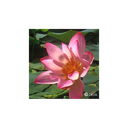 Elixir floral DEVA BIO, Lotus 10ml