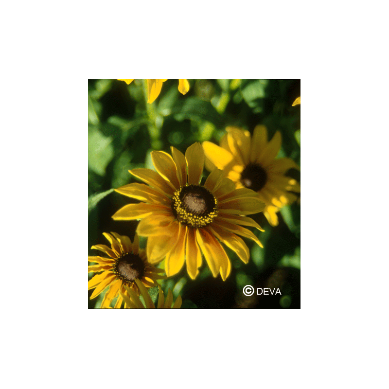 Elixir floral DEVA BIO, Rudbeckia/Black eyed susan 10ml