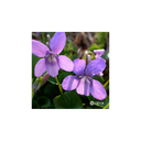 Elixir floral DEVA BIO, Violette des bois 10ml