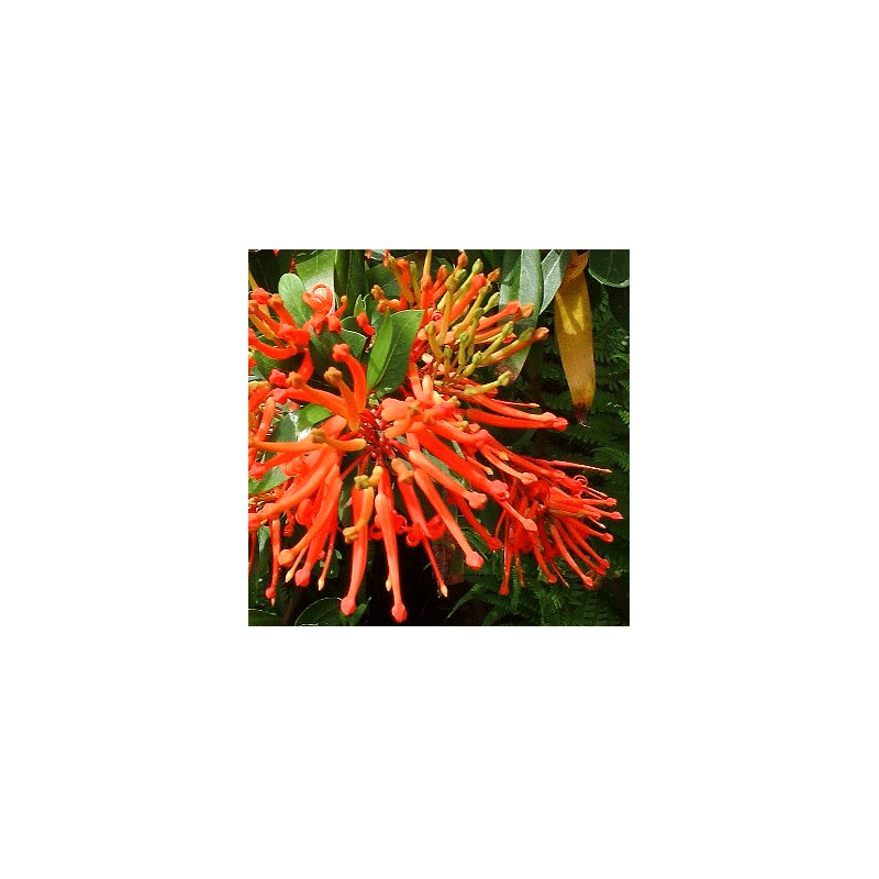 Elixir floral ANDIN, Notro/Arbre de feu du Chili, 10 ml