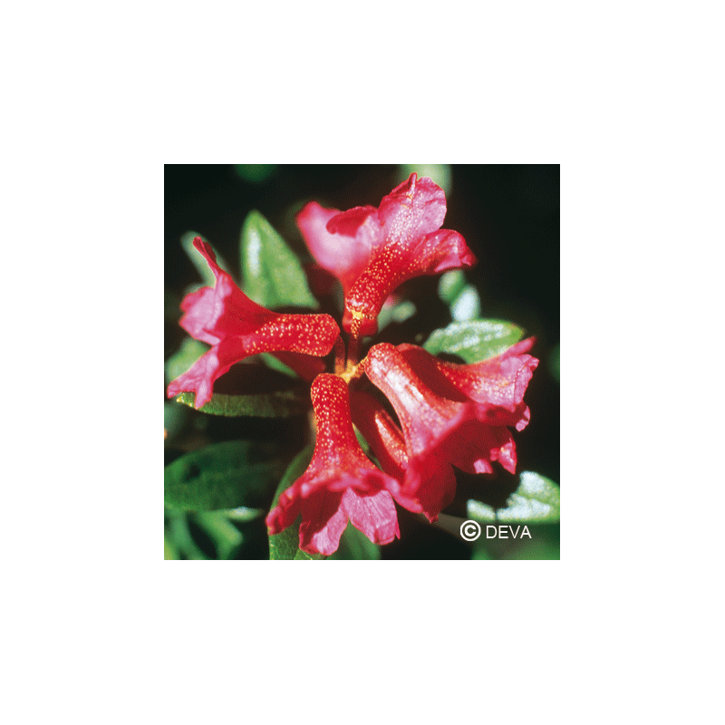 Elixir floral DEVA BIO, Rhododendron 30ml