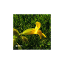 Elixir floral Dr BACH de DEVA BIO, Muscade/Mimulus jaune 10ml
