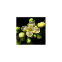 Elixir floral ANDIN, Yerba mate/Mate 30ml