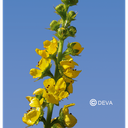 Elixir floral Dr BACH de DEVA BIO,  Aigremoine/Agrimony 10ml