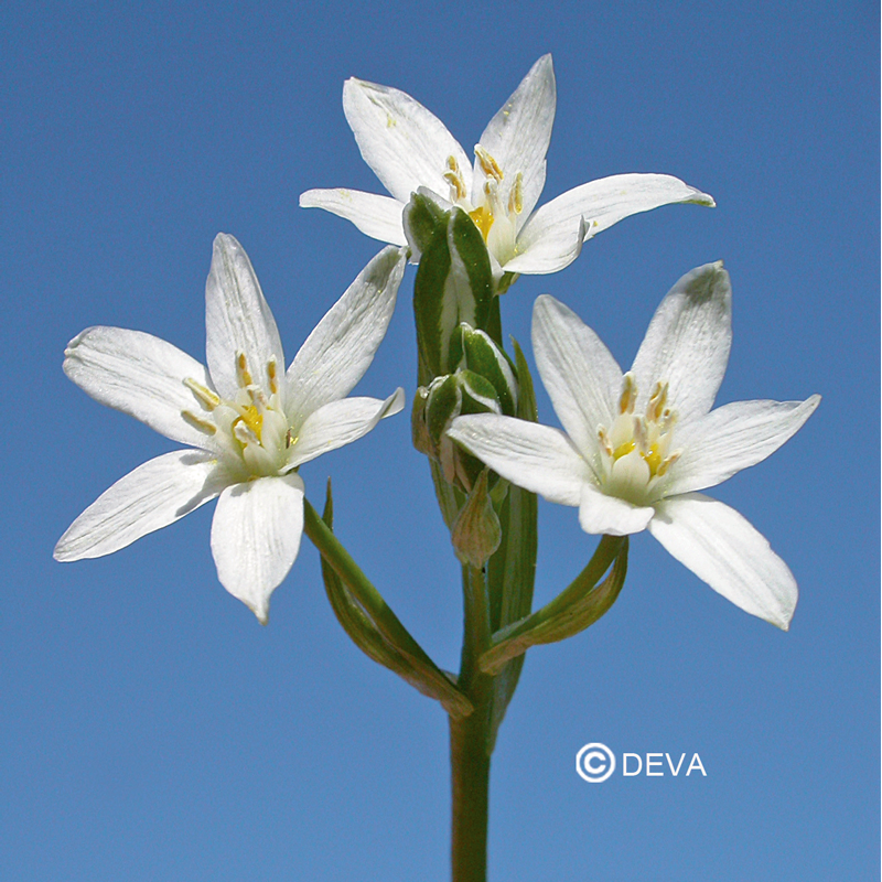 Elixir floral Dr BACH de DEVA BIO, Etoile de Bethléem/Star of Bethléem 10ml