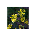 Elixir floral Dr BACH de DEVA BIO, Moutarde/Mustard 10ml