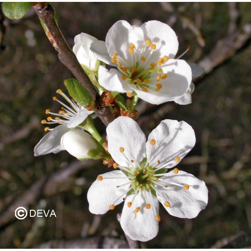 Elixir floral Dr BACH de DEVA BIO, Prunus/Cherry plum 10ml