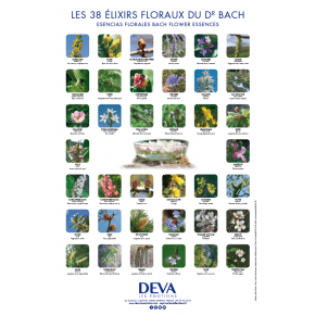 D-Poster des 38 élixirs floraux BACH