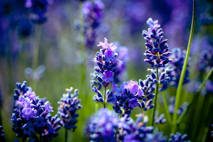 purple flower in tilt shift lens