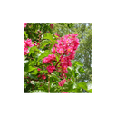 Elixir floral Dr BACH de DEVA BIO, Marronnier rouge/Red chestnut 30ml
