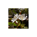 Elixir floral DEVA BIO, Cerisier sauvage 30ml