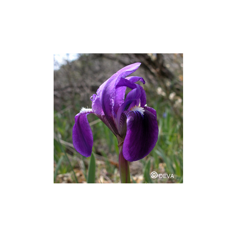 Elixir floral DEVA BIO, Iris 30ml