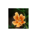 Elixir floral DEVA BIO, Mimulus orangé/Sticky MF 10ml