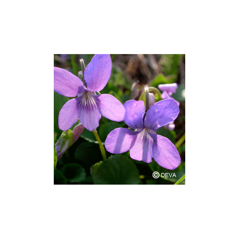 Elixir floral DEVA BIO, Violette des bois 10ml
