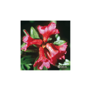 Elixir floral DEVA BIO, Rhododendron 30ml