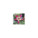 Elixir floral ANDIN, Palo borracho/Chorisier 10ml