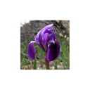 Elixir floral DEVA BIO, Iris 10ml