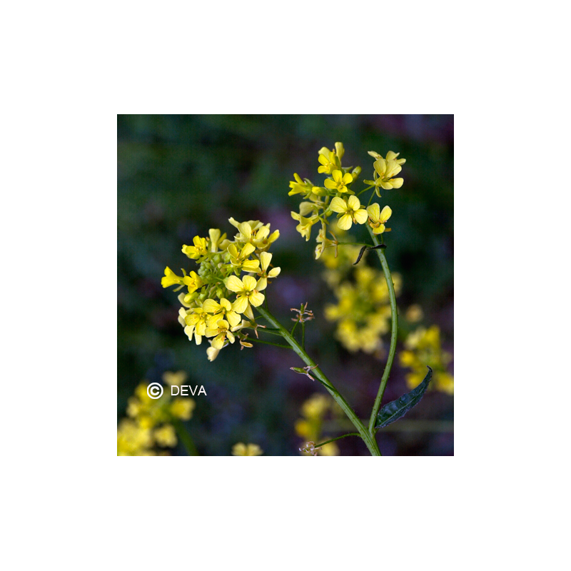 Elixir floral Dr BACH de DEVA BIO, Moutarde/Mustard 10ml
