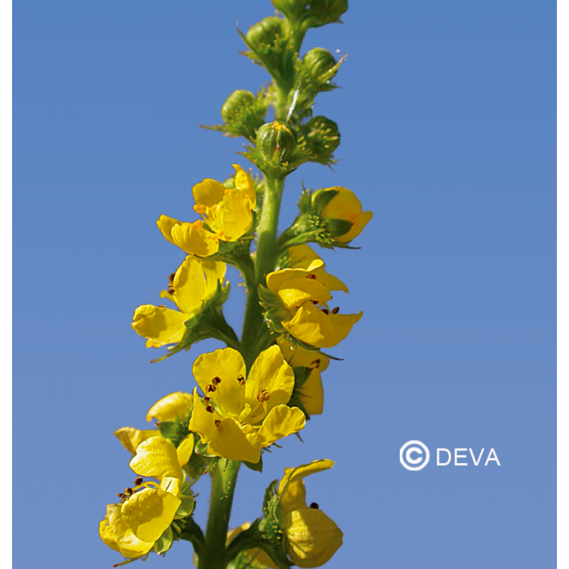 Elixir floral Dr BACH de DEVA BIO,  Aigremoine/Agrimony 30ml
